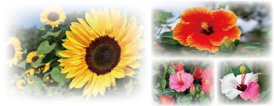 鎌倉の花屋 モモサワ生花店